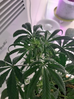 20220406_200322.jpg 20220406_200322.jpg