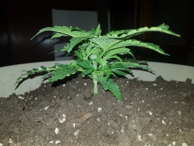 IMG-20220406-WA0003.jpg IMG-20220406-WA0003.jpg