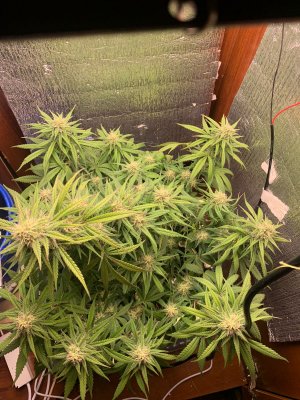 76AC13BC-F1B5-4322-88DD-8BEE662D95AB.jpeg 76AC13BC-F1B5-4322-88DD-8BEE662D95AB.jpeg