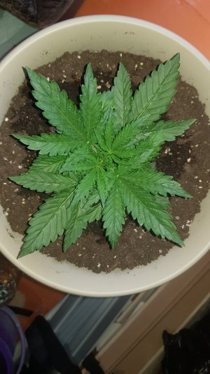 20220408_173322_optimized.jpg 20220408_173322_optimized.jpg