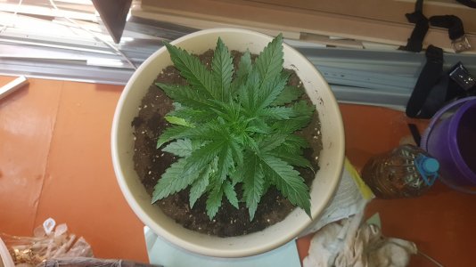 20220410_112803_optimized.jpg 20220410_112803_optimized.jpg