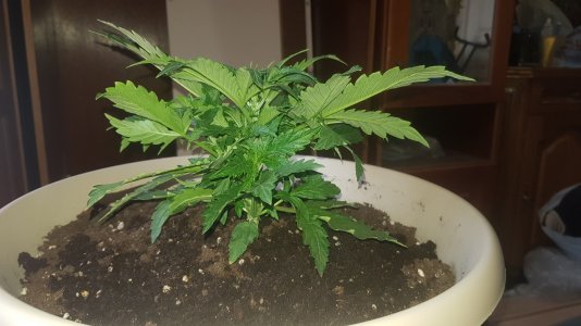 20220410_112741_optimized.jpg 20220410_112741_optimized.jpg