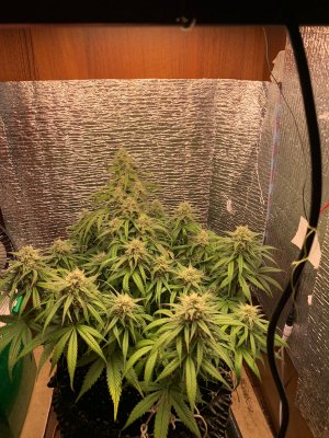 E2E7B00A-4B71-4ADE-98E9-94B112F1240B.jpeg E2E7B00A-4B71-4ADE-98E9-94B112F1240B.jpeg