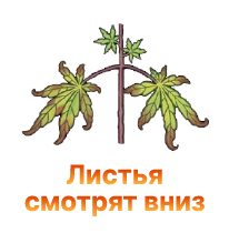 List'ya konopli smotryat vniz.png