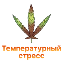 Temperaturnyj stress u konopli.png