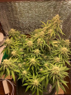 87A7FB32-A88A-4149-B3E9-26D3C71537AA.jpeg 87A7FB32-A88A-4149-B3E9-26D3C71537AA.jpeg