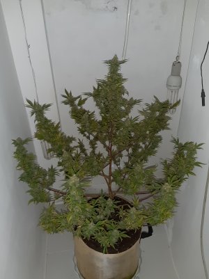 20220418_230427.jpg 20220418_230427.jpg