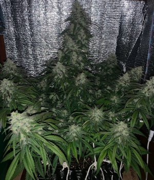 AD0A0BAE-C820-4556-AEBE-1860AA6E2CBC.jpeg AD0A0BAE-C820-4556-AEBE-1860AA6E2CBC.jpeg