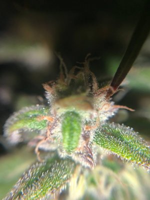 162A3864-EC78-421E-A74B-E5778FB6F6C6.jpeg 162A3864-EC78-421E-A74B-E5778FB6F6C6.jpeg