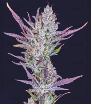 1650537351579.png 1650537351579.png