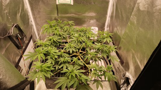 IMG_20250509_183443_543.jpg IMG_20250509_183443_543.jpg