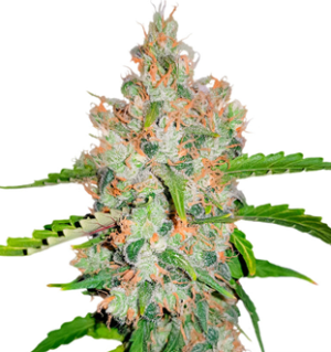 1747032539906.png 1747032539906.png