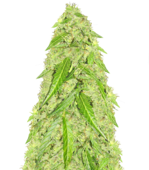 1747225646264.png 1747225646264.png