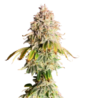 1747244790166.png 1747244790166.png