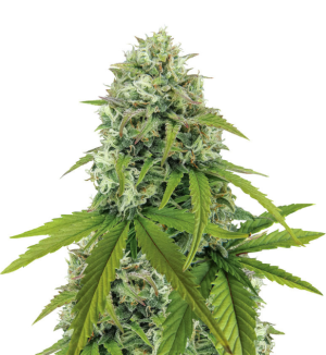 1747244805059.png 1747244805059.png