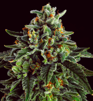 1747988086839.png 1747988086839.png