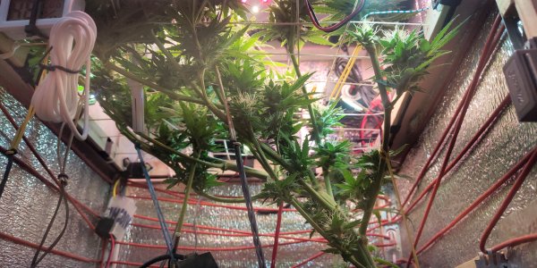 P50525-160631 (1).jpg