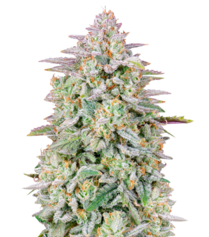 1748351049717.png 1748351049717.png