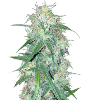 1748445907667.png 1748445907667.png