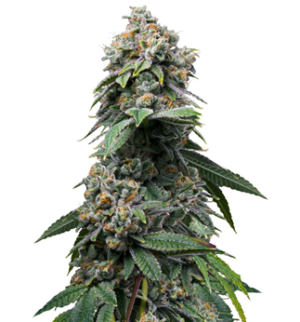 1748452306304.png 1748452306304.png