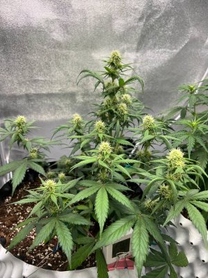 photo_2025-05-29_16-40-24 (2).jpg