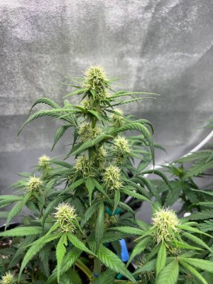 photo_2025-05-29_16-40-23 (2).jpg