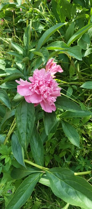 IMG_20250530_133112_805.jpg IMG_20250530_133112_805.jpg