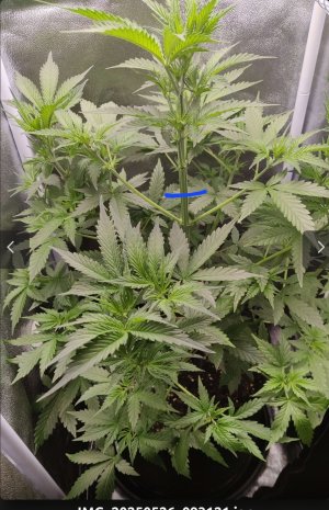 Screenshot_20250531_124421.jpg Screenshot_20250531_124421.jpg