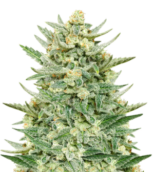 1748709686878.png 1748709686878.png