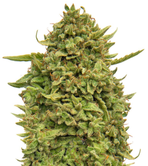 1748709719369.png 1748709719369.png