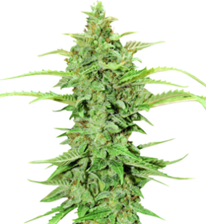 1748880913205.png 1748880913205.png