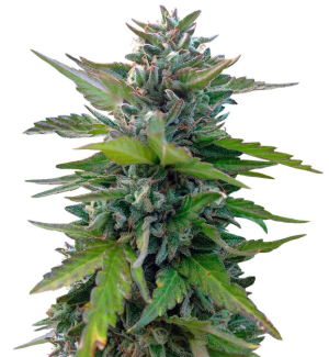 1749226891422.png 1749226891422.png