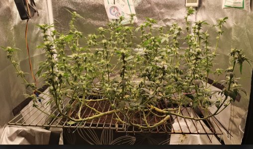 Screenshot_20250607-005147 (1).jpg