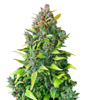 1749468480365.png 1749468480365.png