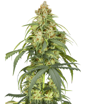 1749468501552.png 1749468501552.png