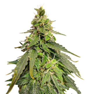 1749578094242.png 1749578094242.png