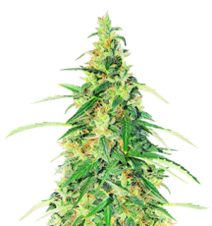 1749578121919.png 1749578121919.png