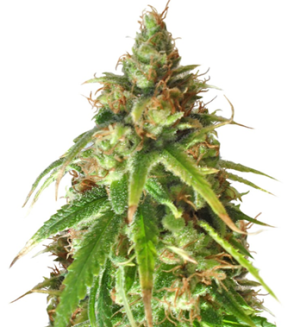 1749642673608.png 1749642673608.png