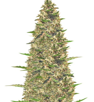 1749642703318.png 1749642703318.png