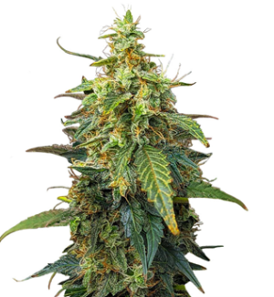 1749735667572.png 1749735667572.png