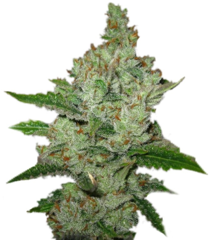 1749803413034.png 1749803413034.png