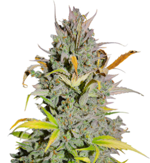 1749811887956.png 1749811887956.png