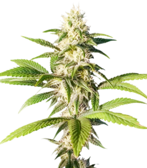 1749827607889.png 1749827607889.png