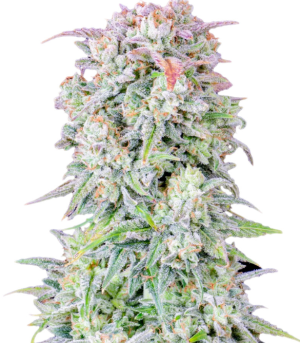 1749827650663.png 1749827650663.png