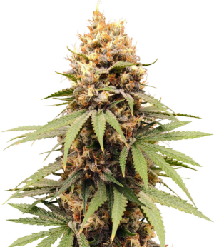 1749827691065.png 1749827691065.png