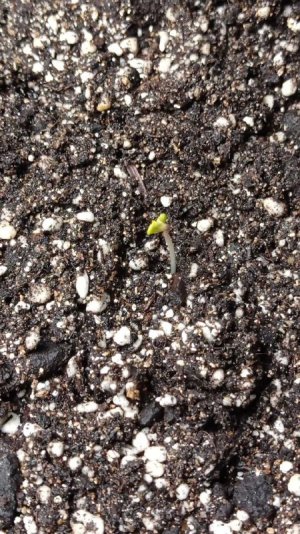 Без имени.jpg