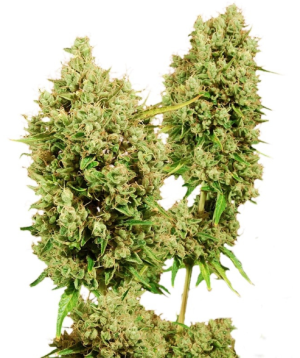 1750092200428.png 1750092200428.png