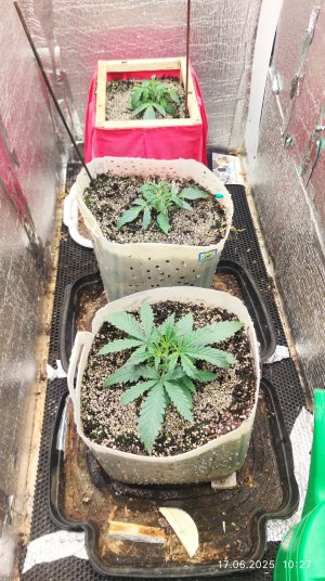 IMG_20250617_104618.jpg IMG_20250617_104618.jpg