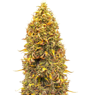 1750160712584.png 1750160712584.png