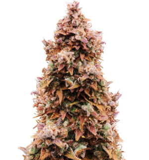 1750160716020.png 1750160716020.png